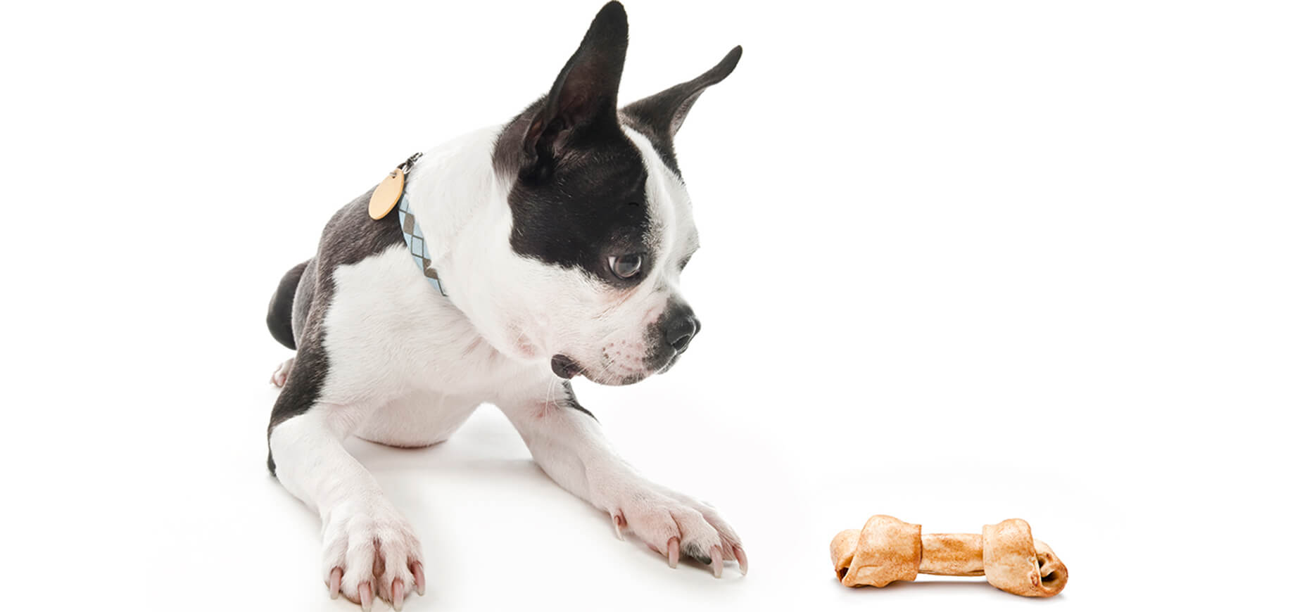 The nutritional needs of your puppy