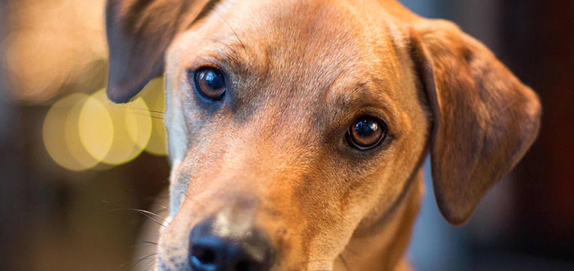 A outlet male dog