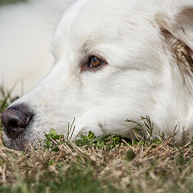 Heat therapy for senior dogs