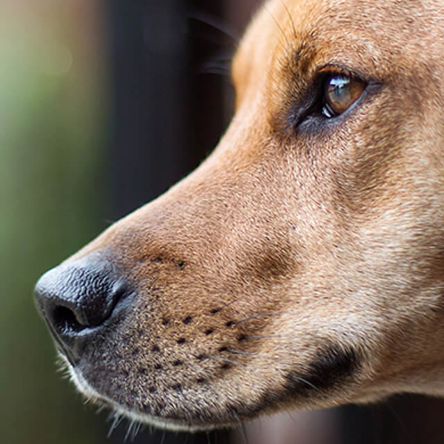 Puppy proofing your home