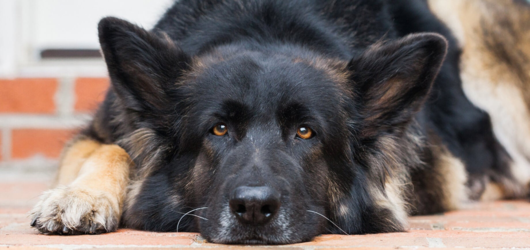 Preventing injury in your older dog