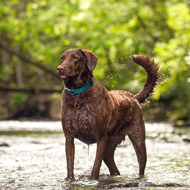 Help your dog stay trim