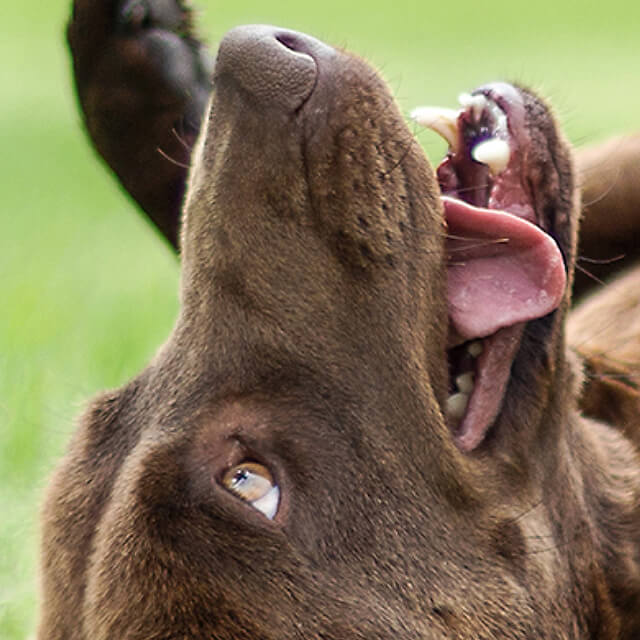 Understanding your dog’s body language