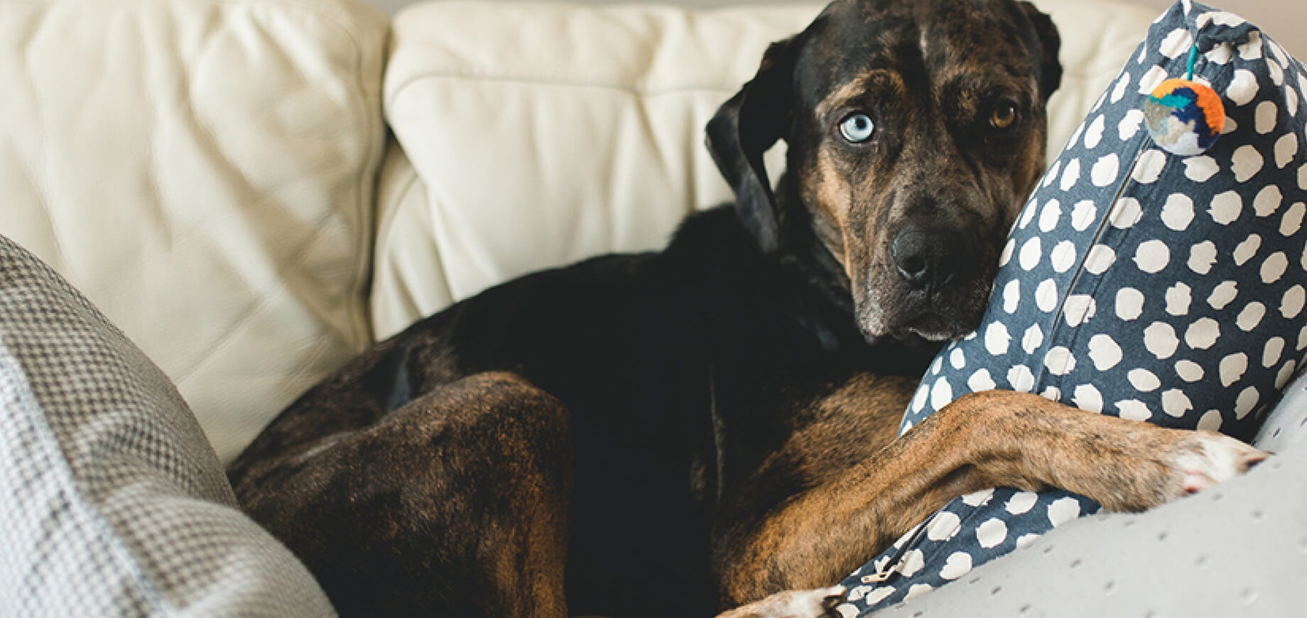 Help for the shy dog