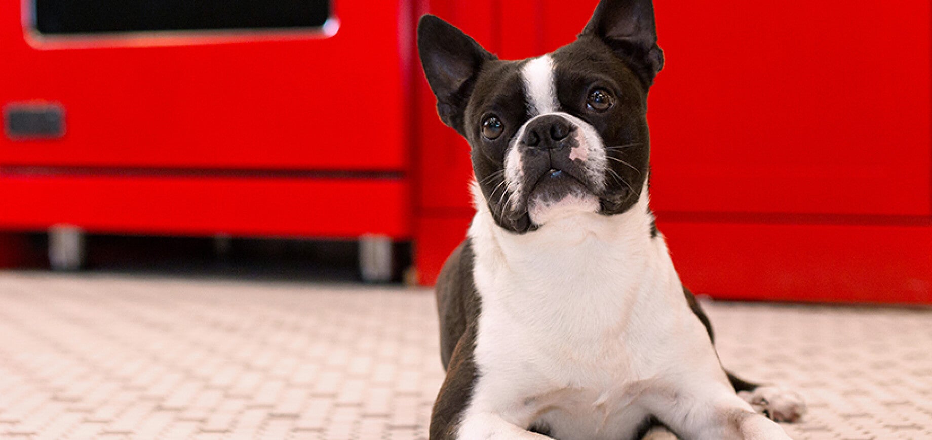 Housetraining your new puppy