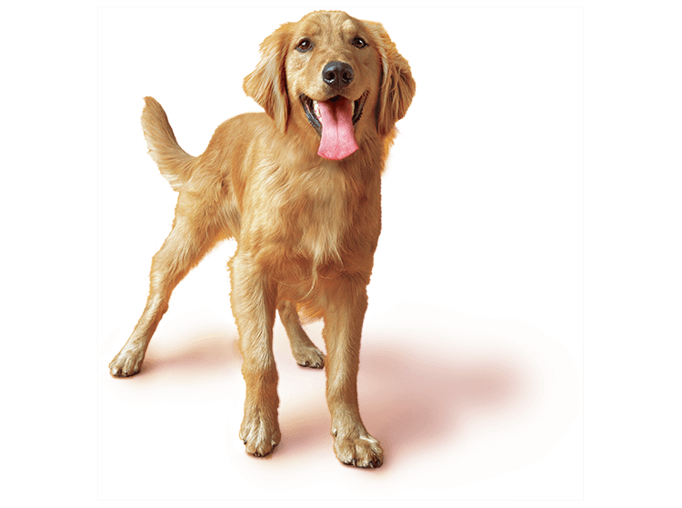 PEDIGREE Australia Home