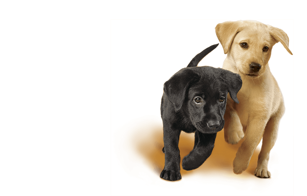Bringing home a labrador puppy hot sale