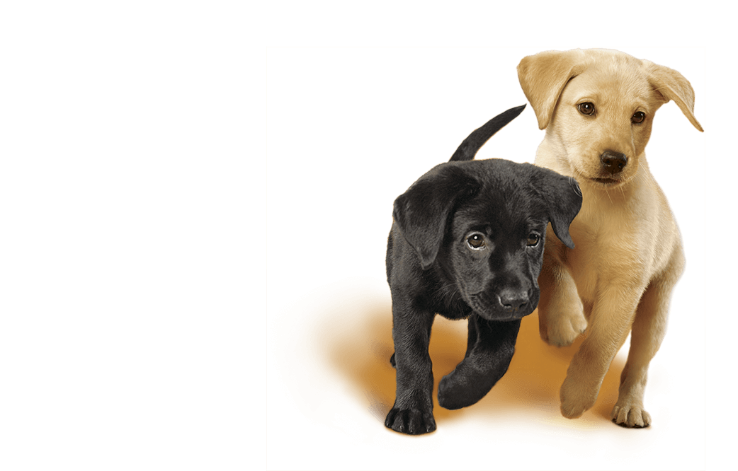 Labrador puppies