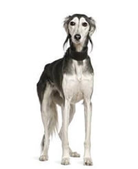 Saluki.jpg