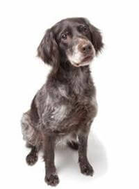 Munsterlander puppies for sale cheap