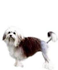 Lowchen temperament top