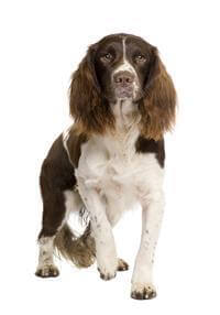 Large online springer spaniel