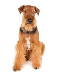 Large airedale hot sale