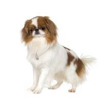 Japanese chin online shedding
