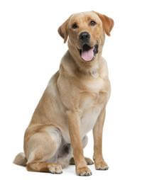 Pedigree for lab puppy outlet
