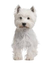 West highland top terrier coat type