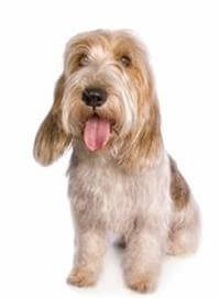 Petit Basset Griffon Vend en