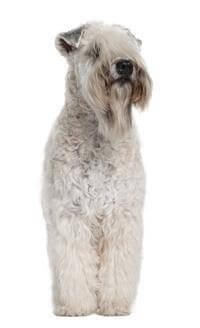 A soft coated wheaten terrier clearance