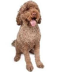 Large breed cheap water dogs