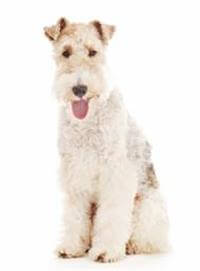 A fox terrier shop