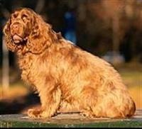 large_sussex-spaniel-636885079040502059.jpg