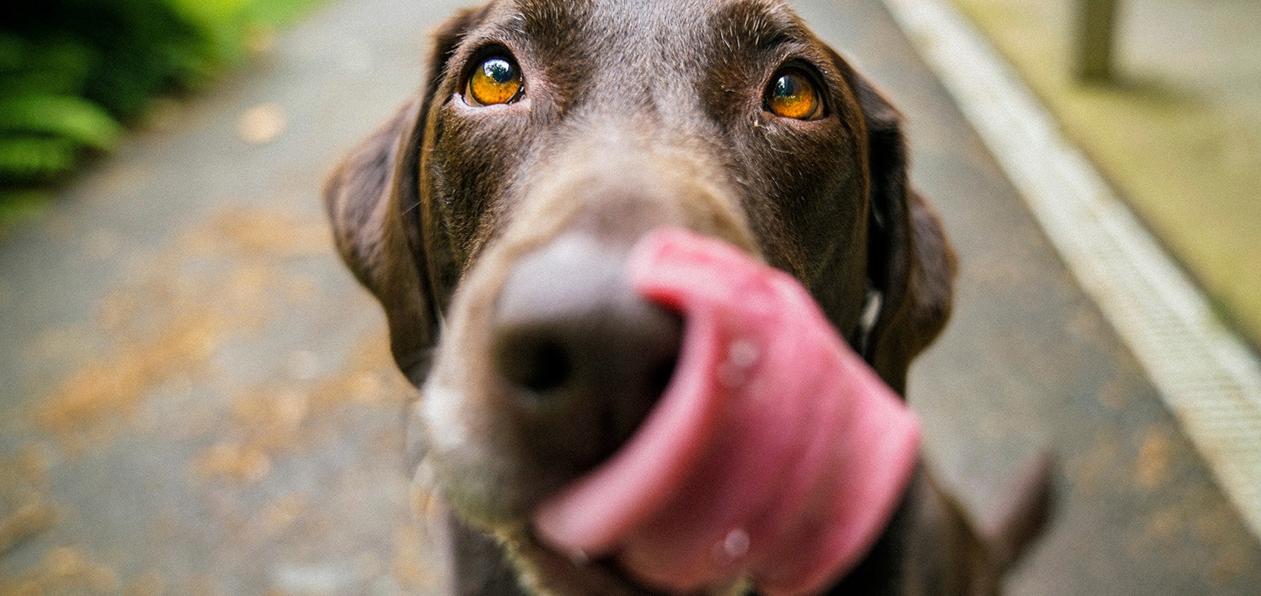 Why Dogs Lick The Air