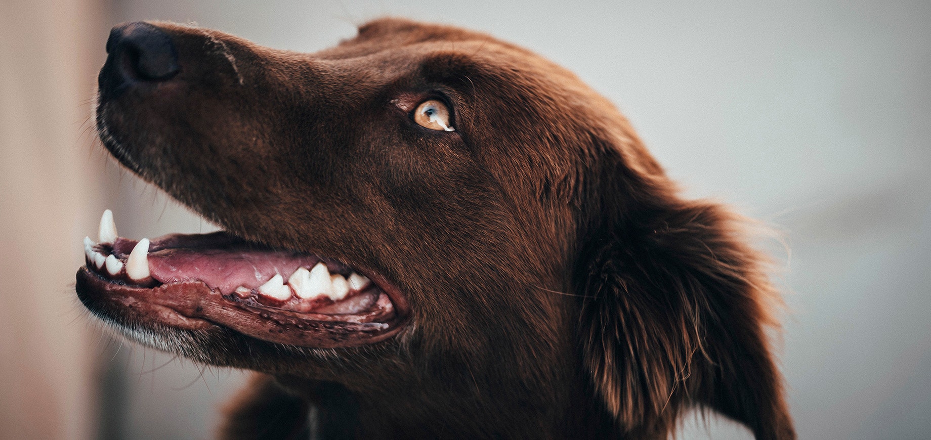 Ped M3 - Dog Dental - Blog 1840x870.jpg