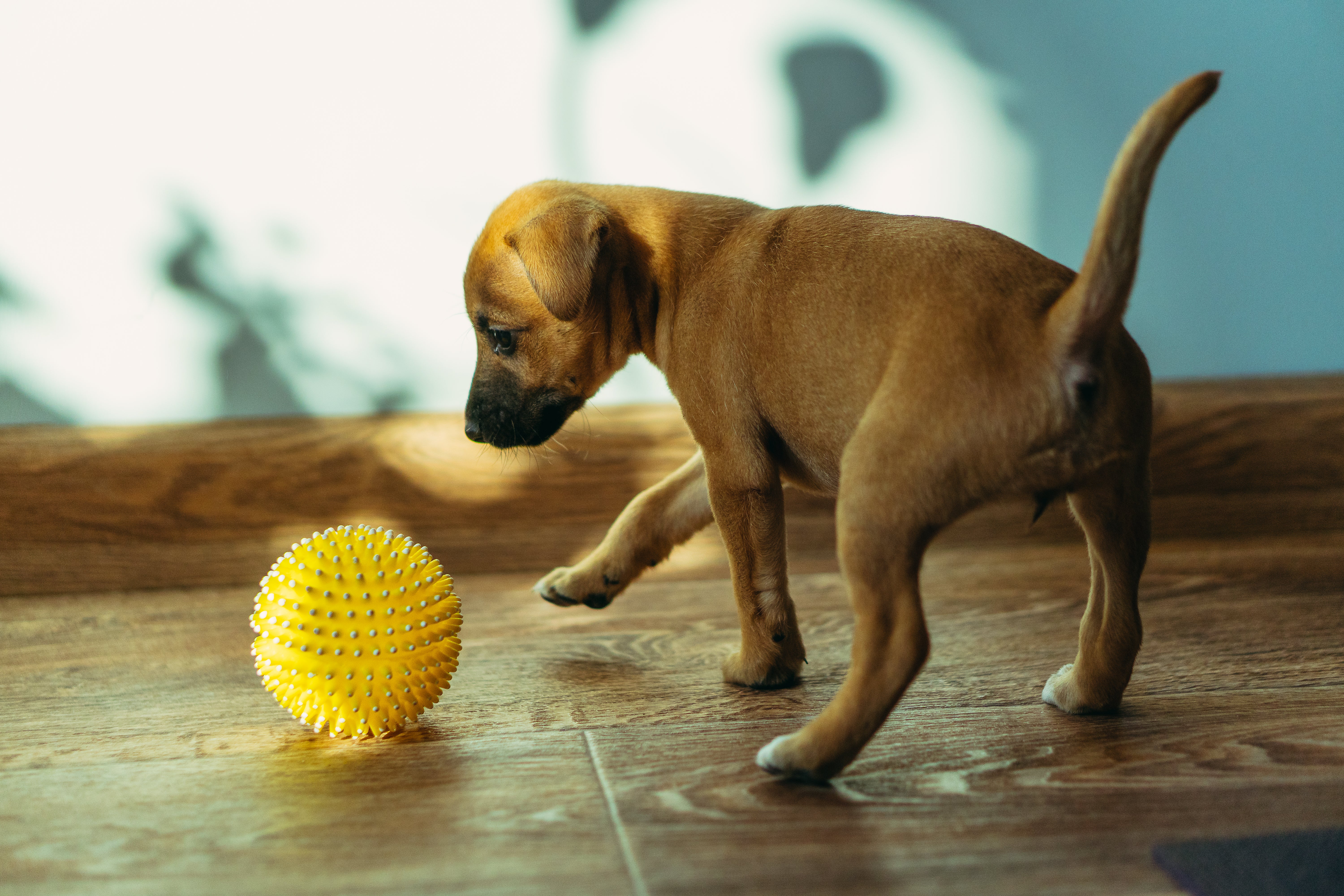 The puppy teething process