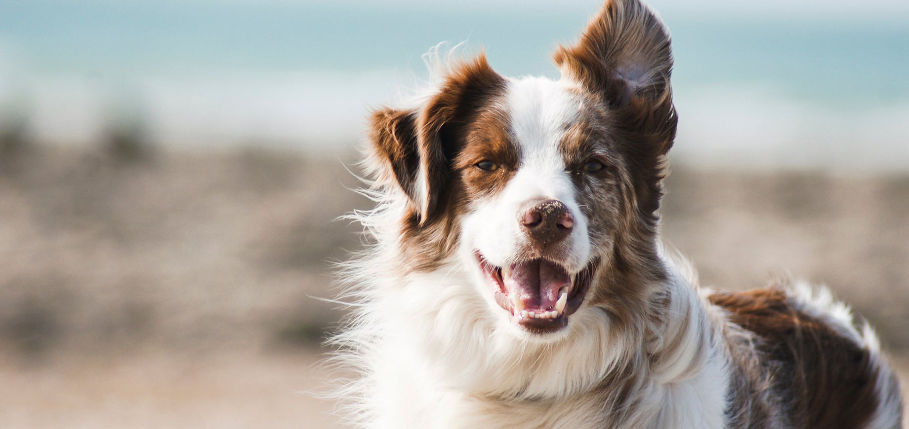 Finding The Best Food For Your Pup
