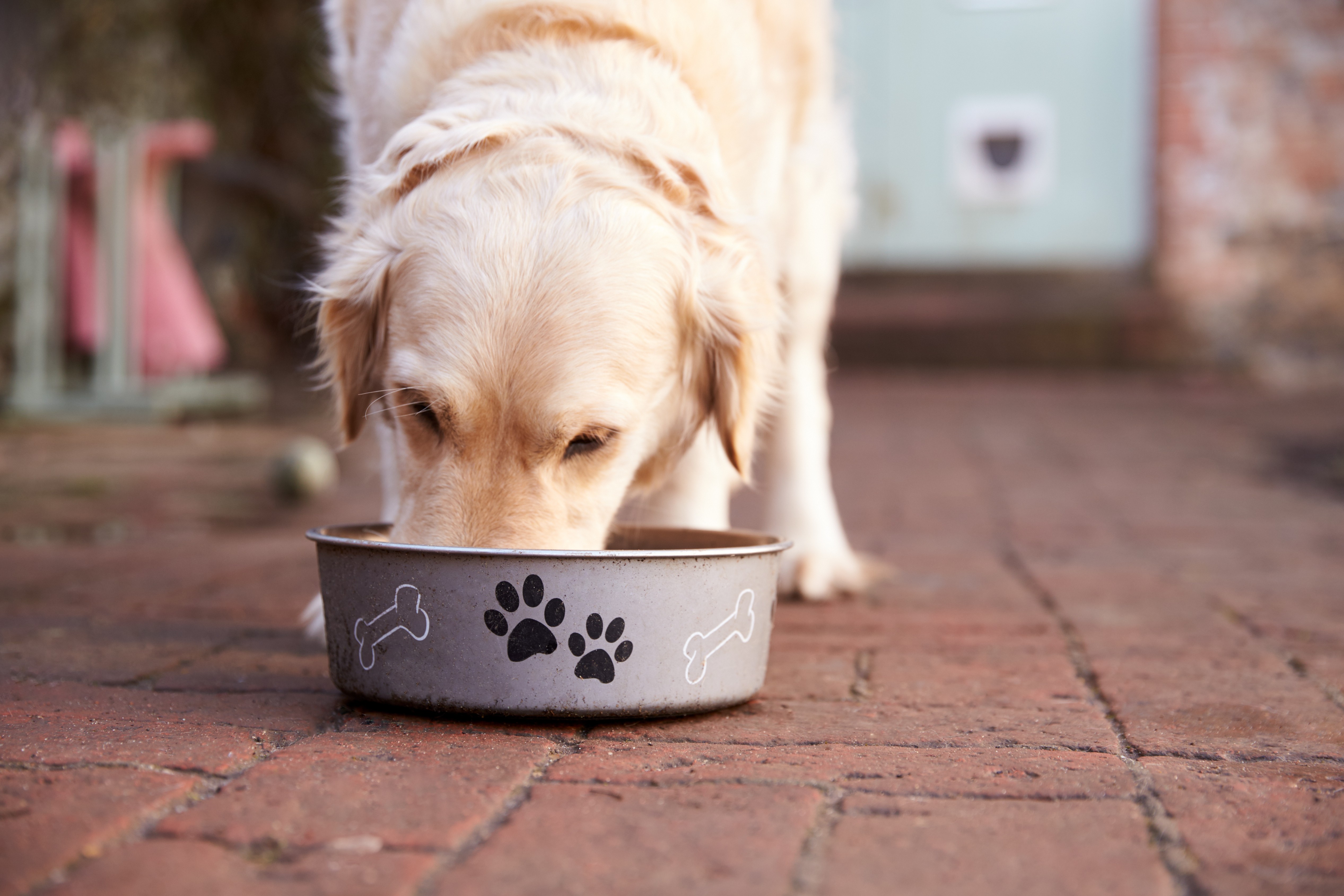 What to Feed a Dog with a Sensitive Stomach