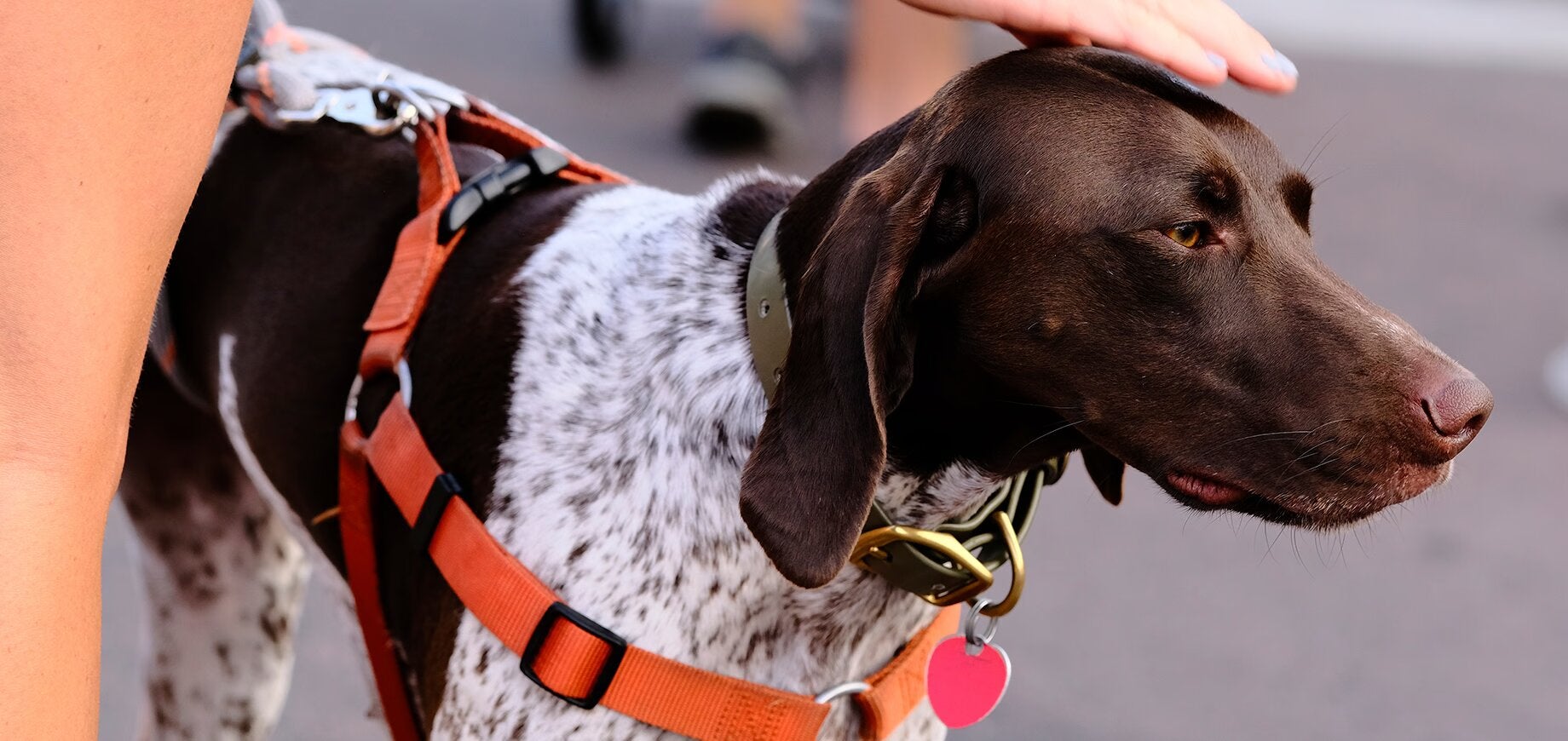 Puppy harness training shop