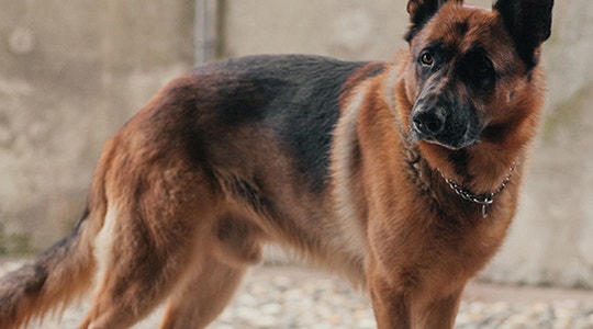 choosing-best-collar-your-german-shepherd-540x300