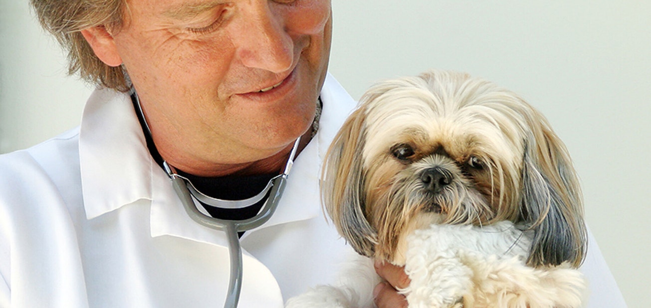 Treating paw pad injuries - Desktop