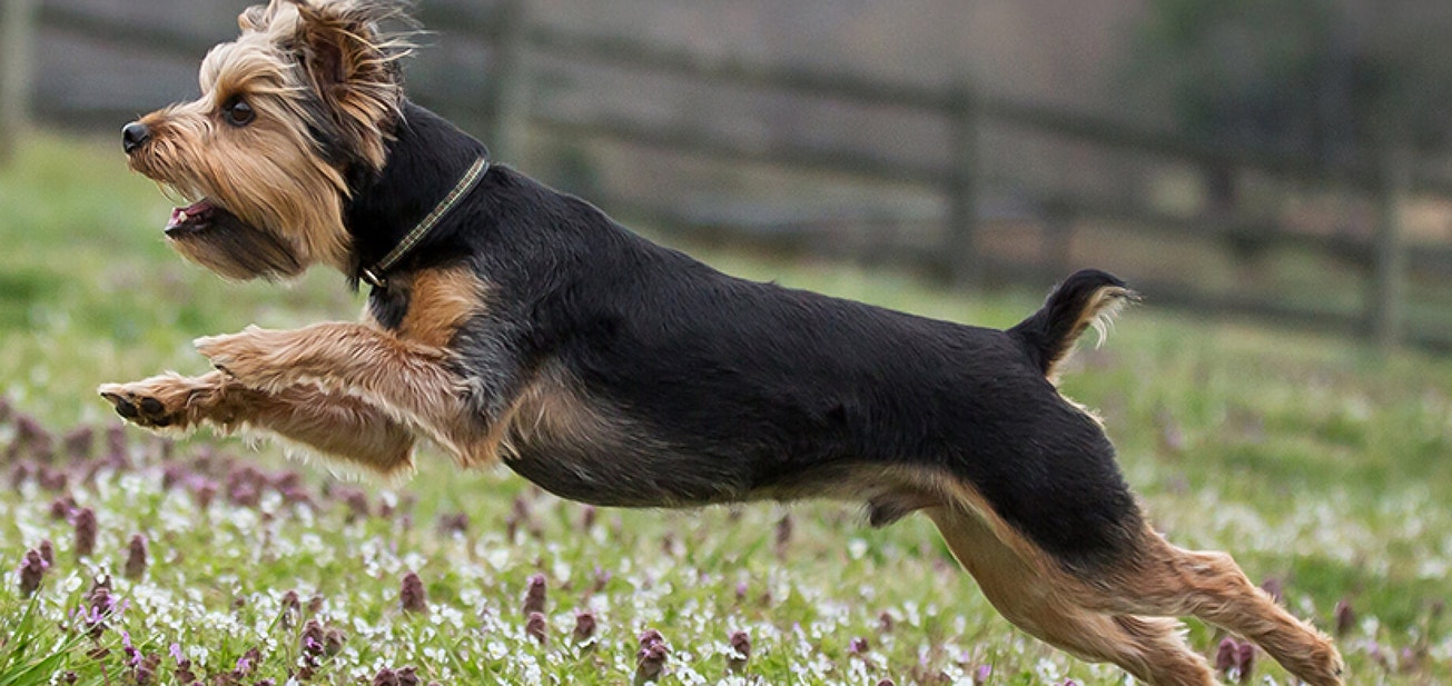 Dog park dos and don’ts