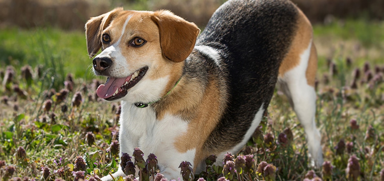 Skin & coat: Your dog's first line of defence - Desktop