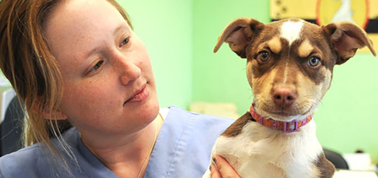 Pet first aid - Desktop