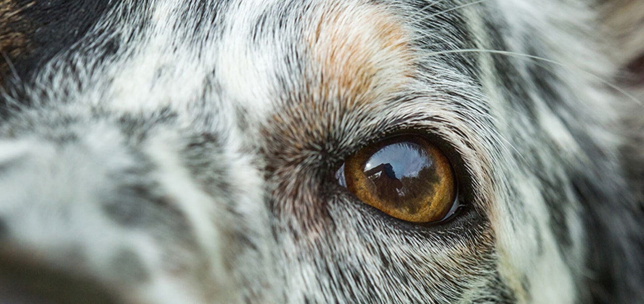 Do dogs see only in black and white? - Desktop