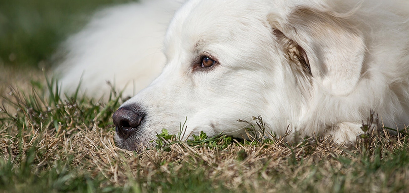 Heat therapy for senior dogs - Desktop