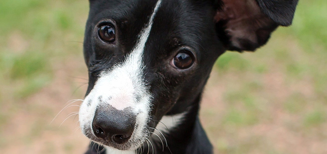 Puppy starter list - Desktop