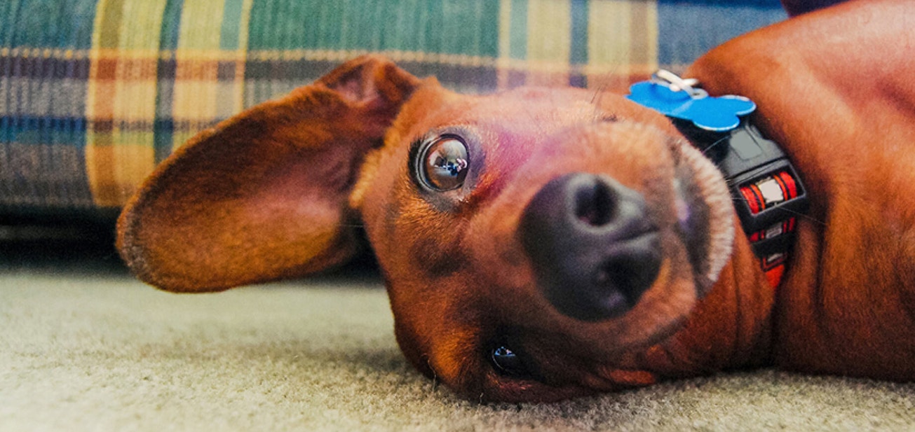 Thunderstorms: 5 tips to calm your dog - Desktop