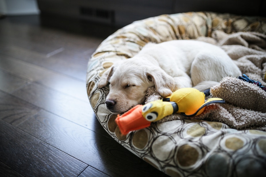 How To Prepare For a Foster Puppy - Desktop
