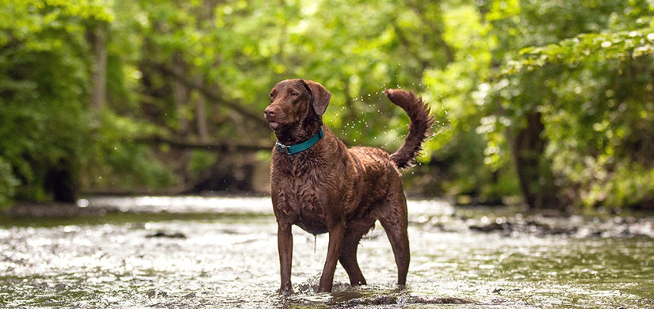 Help your dog stay trim - Desktop