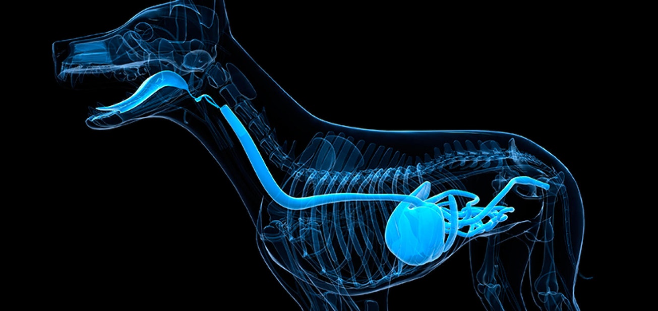 Overcoming canine obesity - Desktop