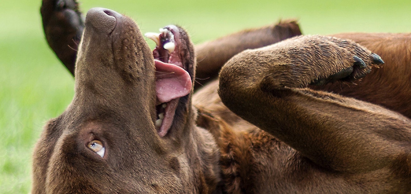 Understanding your dog’s body language - Desktop