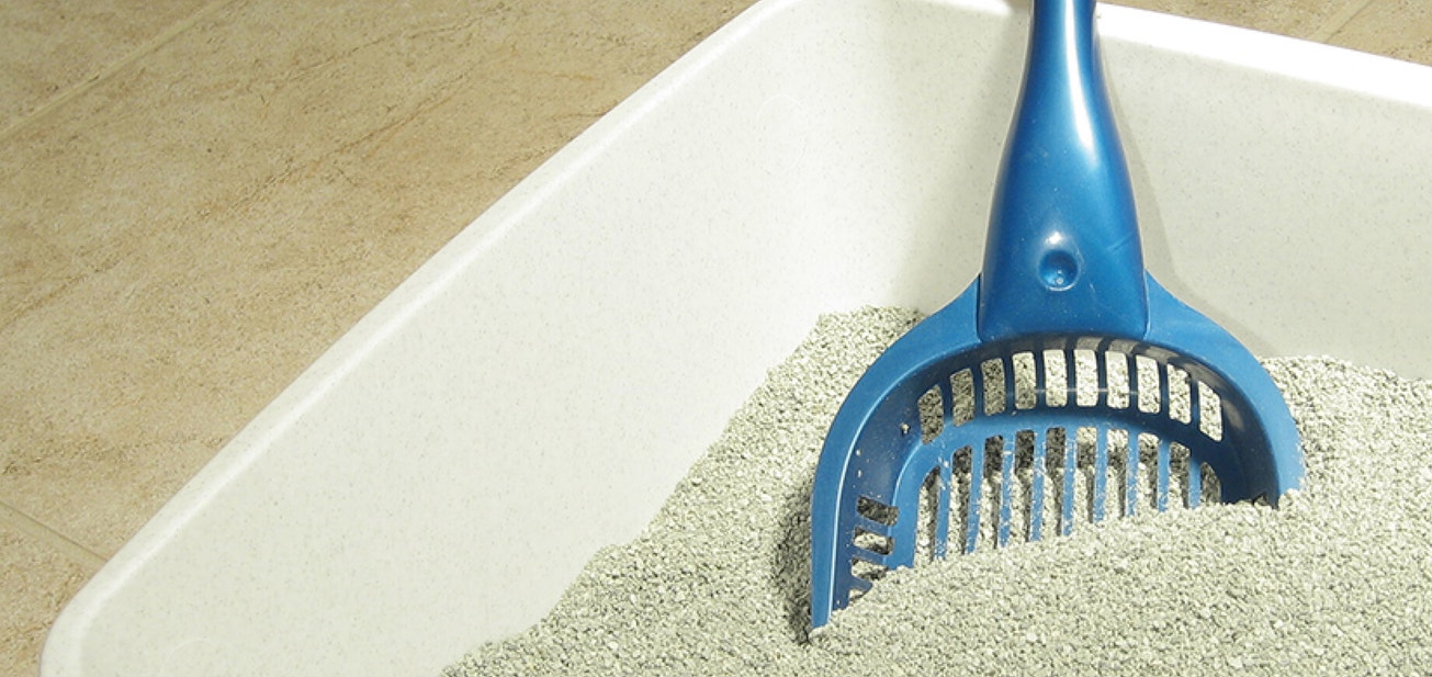 Combating doggie odour - Desktop