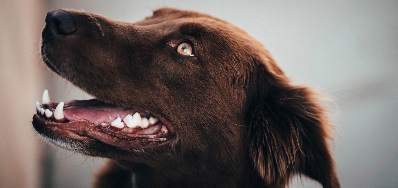 A Guide to Dental Care for Your Dog - Desktop
