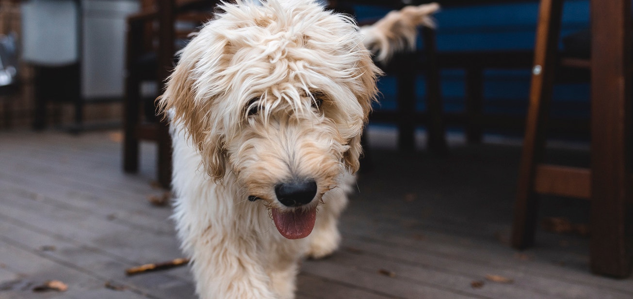 How Much Food Should You Be Feeding Your Dog? - Desktop