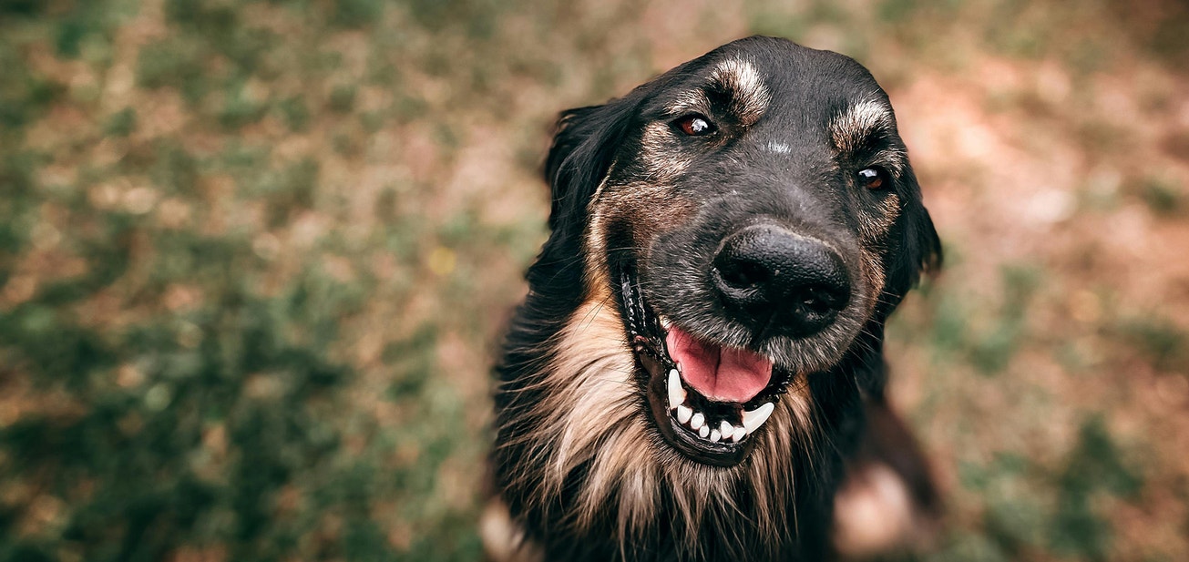Helping Your Adopted Rescue Dog Settle In - Desktop