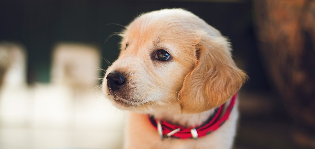 Raising A Therapy Or Guide Dog Puppy - Desktop