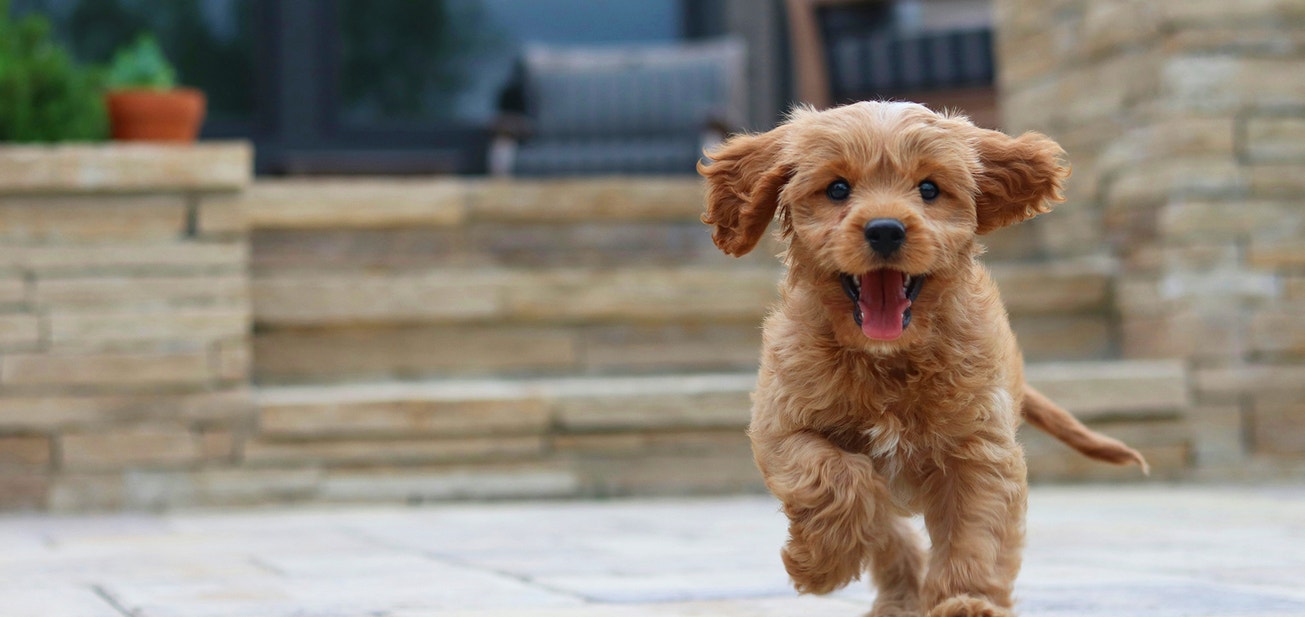 House Training Your Dog - Desktop